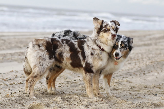 Hütehund, Strand, Hunde am Strand, Indinanermädchen und Wildfang