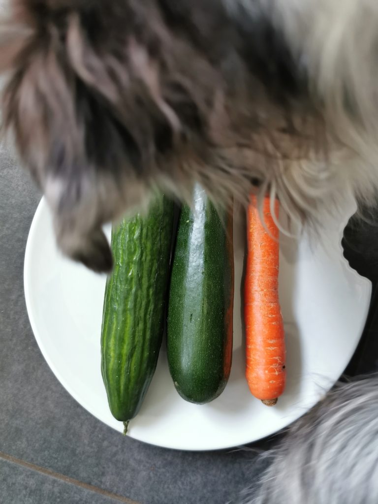 Gemüse. Gesund Ernährung beim Hund. Diät